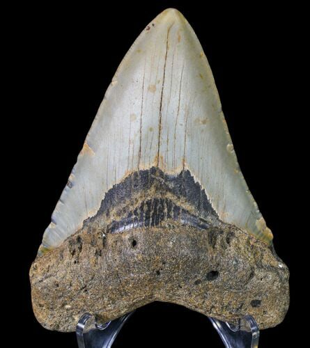 Bargain, Fossil Megalodon Tooth - North Carolina #80082